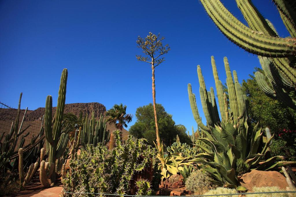 Sunny Bungalow With Garden #1 Maspalomas  Buitenkant foto